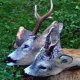 <h1><font color="#333333"><em style="font-size: 12px">Caccia al Capriolo: Ecco due splendidi caprioli abbattuti durante la prima giornata di caccia al capriolo.. Foto di Giuseppe M.</em></font></h1>